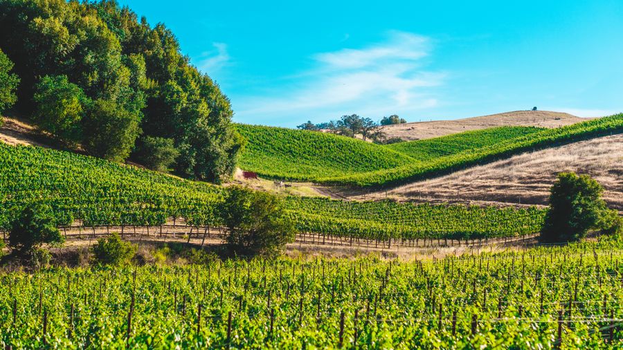 Collines couvertes de vignes sous un ciel clair